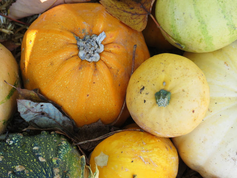 full frame, for sale, no people, choice, october, sale, healthy eating, nature, autumn, high angle view, wellbeing, still life, food, yellow, autumn decoration