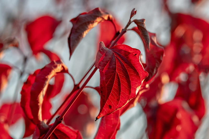 plant part, fall foliage, 4K, fragility, outdoors, autumn motive, freshness, growth, nature, leaves, bright, flower, red, focus on foreground, branch
