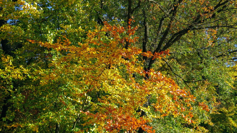 fall, nature, tranquility, autumn, autumn motive, branch, no people, scenics - nature, land, bright, orange color, autumn collection, tree, non-urban scene