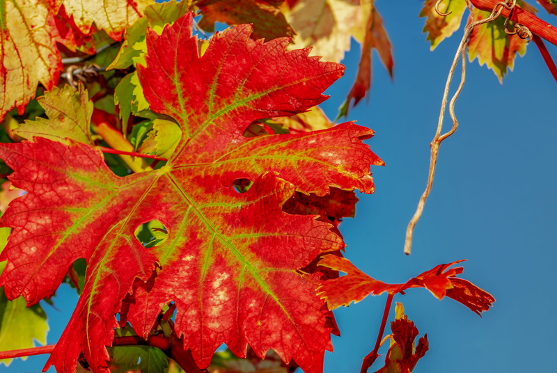 leaves, winegrowing, vineyard, bright, fragility, focus on foreground, leaf, tree, vine, natural condition, grapevine, autumn mood, wine, no people, autumn motive