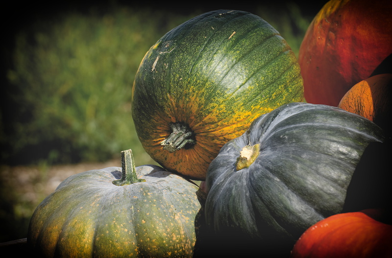 close-up, autumn decoration, autumn vegetables, vegetable, freshness, decorative squashes, orange color, still life, food, wellbeing, yellow, day, plant