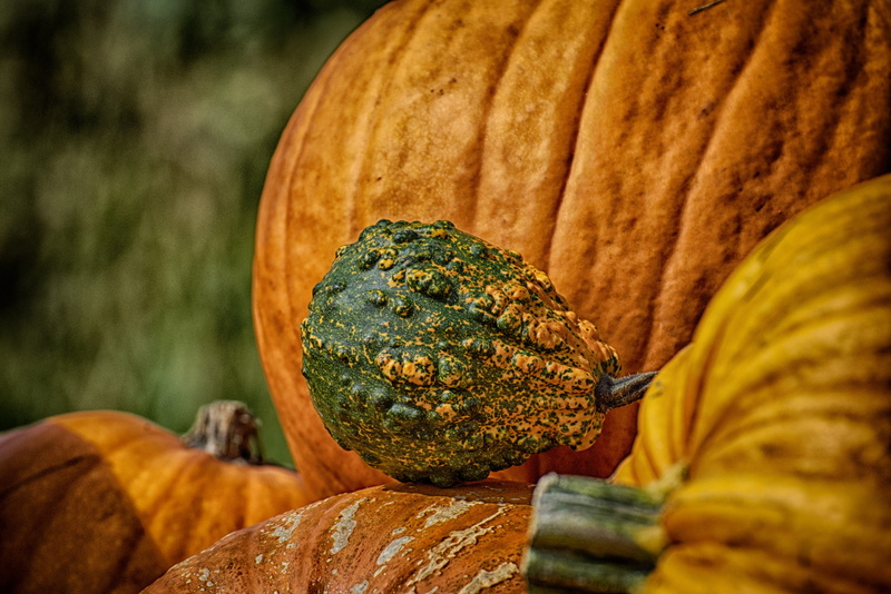 agriculture, wood - material, harvesting, gourd, thanksgiving, freshness, no people, autumn vegetables, food and drink, colorful, pumpkins, outdoors, autumn motives