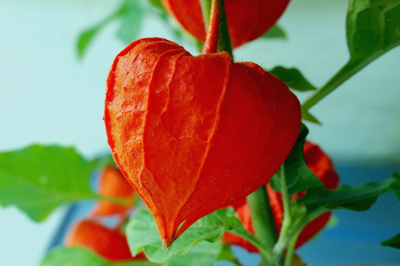 close-up, autumn motives, autumn flowers, decoration, leaf, freshness, fruit, autumn, food, no people, autumn decoration, flowers, wellbeing, red, 5K