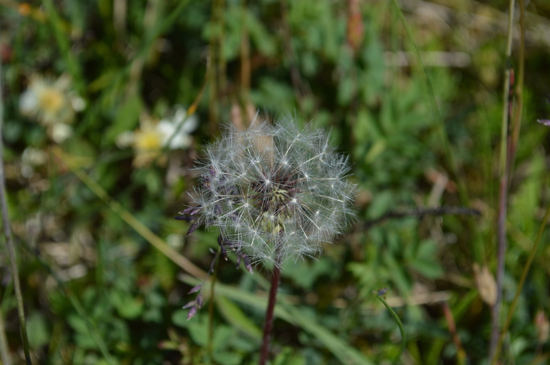 nature, seeds, garden, dandelion seed, dandelion, scoop, freshness, 5K, bol, close-up, softness, summer, west frisian, focus on foreground, vulnerability