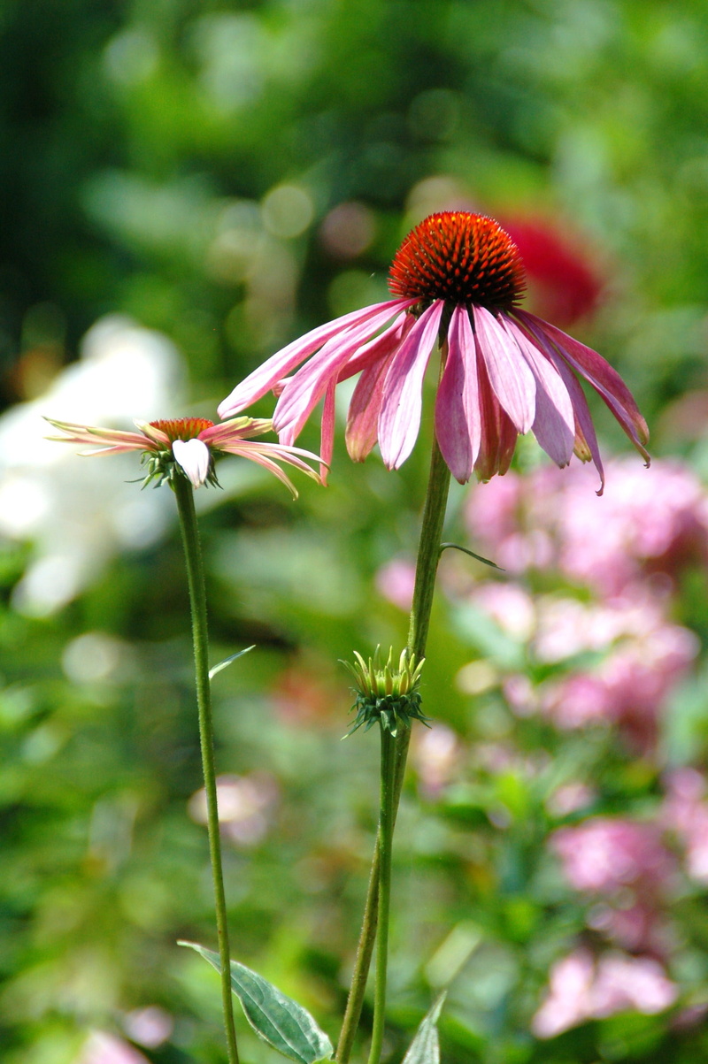 plant stem, flower, coneflower, fragility, plant, no people, purple, inflorescence, garden, red, freshness, close-up, day, outdoors, flowering plant, vulnerability