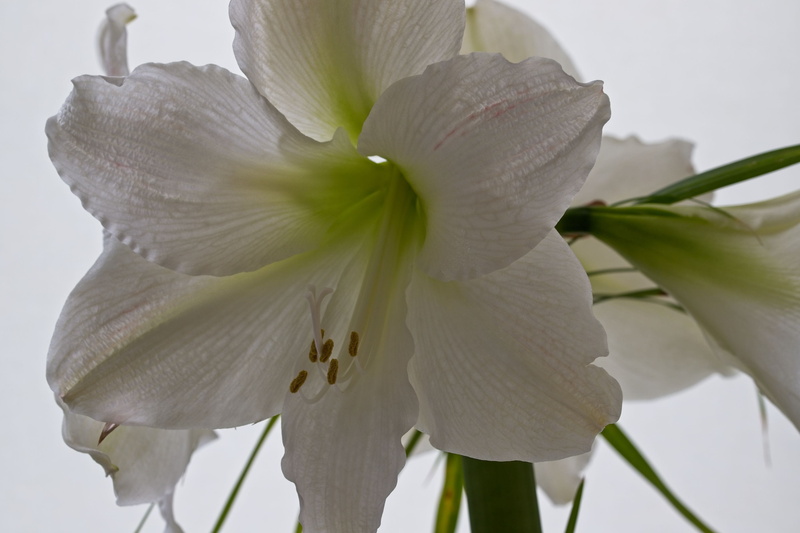 flower head, springtime, flowers, growth, plant, beauty in nature, spring flower, purity, freshness, bloom, no people, flora, stamens, white, fragility