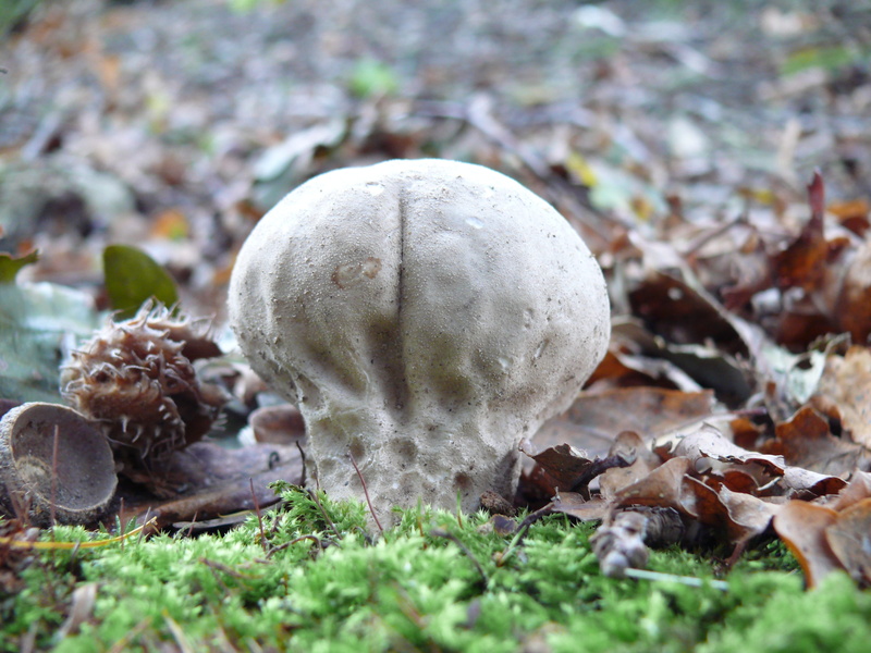land, autumn, outdoors, selective focus, tree, leaf, edible mushroom, no people, mushroom, growth, surface level, field, close-up, reuzenbovist, bol, vegetable