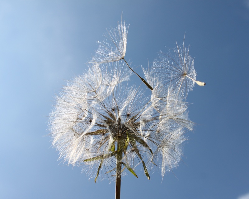 no people, fragility, seeds, inflorescence, low angle view, outdoors, blue, sky, wind blow, plant, dandelion, flowering plant, dandelion seed, white, softness