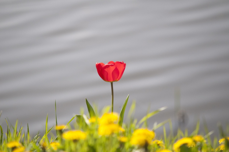 outdoors, positive emotion, field, flower head, Nature, emotion, petal, freshness, red flower, red, inflorescence, close-up, day, growth, waterfront, Spring