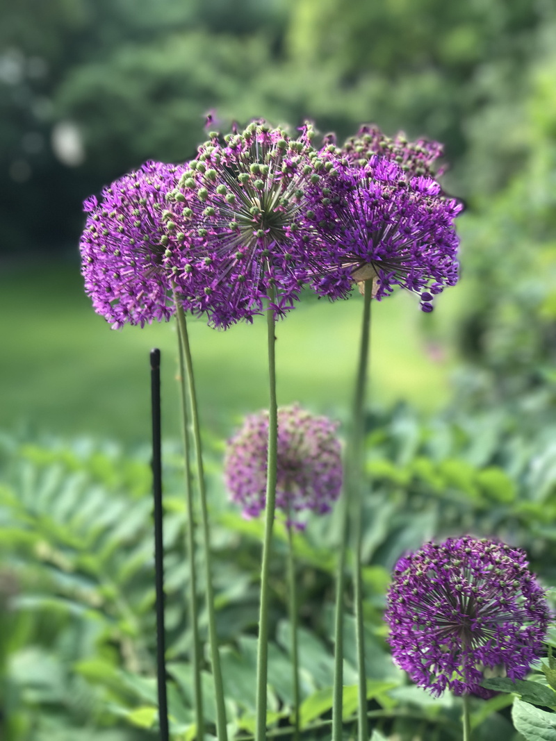 outdoors, vulnerability, growth, inflorescence, field, garden, day, alium, fragility, plant, focus on foreground, nature, 4K, land, bol, flowering plant