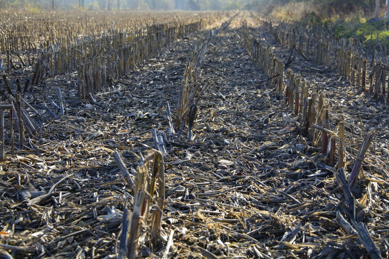 no people, corn on the cob, food, agriculture, corn, cereals, tranquility, abundance, land, nature, landscape, growth, field, day, beauty in nature, dead plant