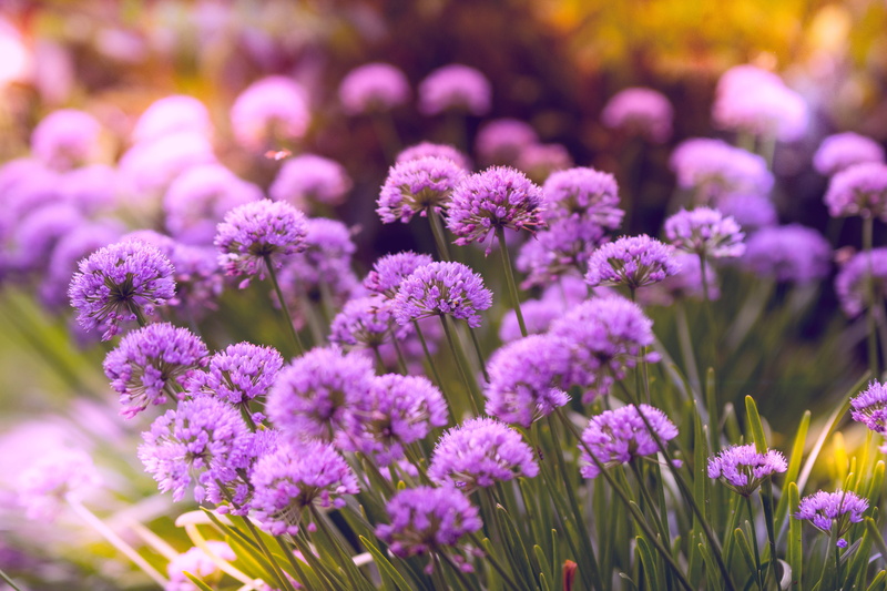 no people, flower, colors, outdoors, growth, summer, blurred background, purple, nature, grass, 5K, garden, selective, vulnerability, flowers, blooming