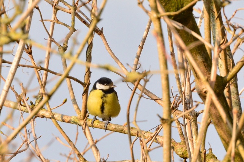 songbird, no people, animal themes, one animal, nature, animal wildlife, animals in the wild, birds, small bird, animal, great tit, tit, outdoors, branch