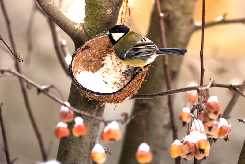 nature, food, 4K, focus on foreground, bird feeder, animal wildlife, animal, berries, tree, birds, outdoors, close-up, no people, one animal, garden, bird