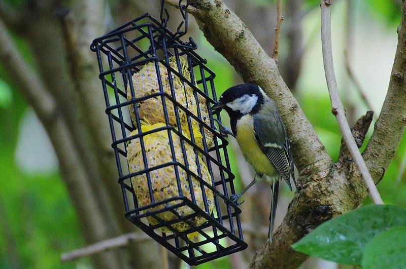 branch, day, small bird, animals in the wild, bluetit, perching, plant, animal wildlife, focus on foreground, vertebrate, one animal, great tit, animal