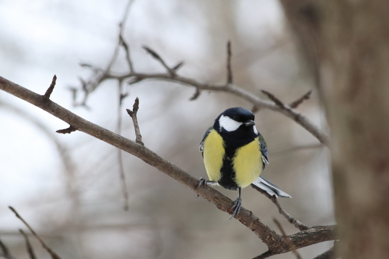 wild, perching, great tit, day, plant, focus on foreground, living nature, animal themes, tit, animals, beak, winter, vertebrate, nature, animals in the wild
