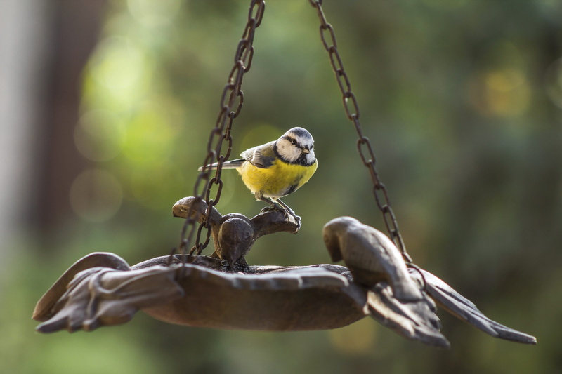 selective focus, animals in the wild, outdoors, bird, ornithology, feeder, close-up, photo, vertebrate, one animal, beak, perching, tit, day, feather, eurasian