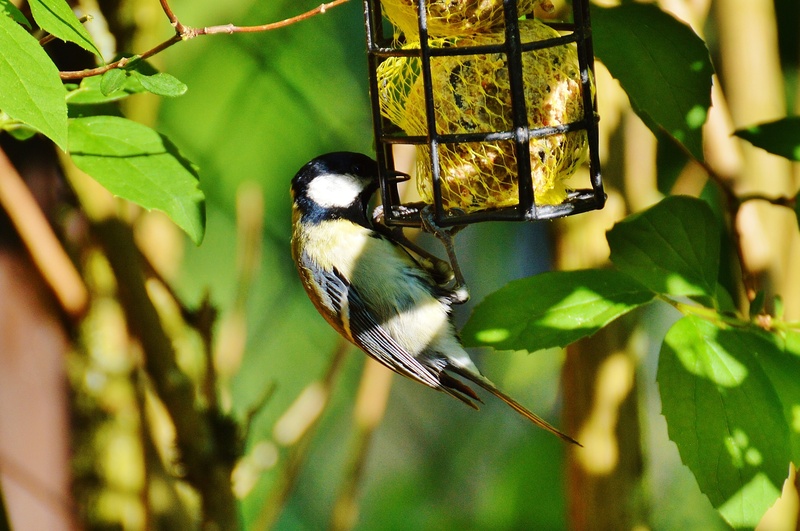 fat balls, beauty in nature, cute, close-up, animal wildlife, bird feeder, 2K, bird, plant, plumage, tit, day, outdoors, perching, vertebrate, plant part