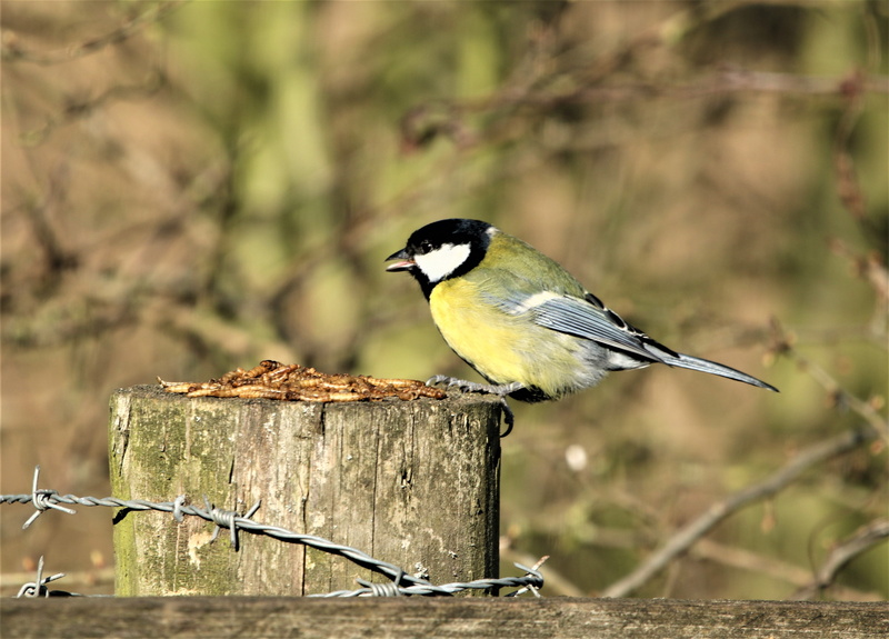 side view, out doors, wildlife, close-up, bird, hungry, wings, close up, focus on foreground, outdoors, cute, animal wildlife, animals in the wild, animal themes