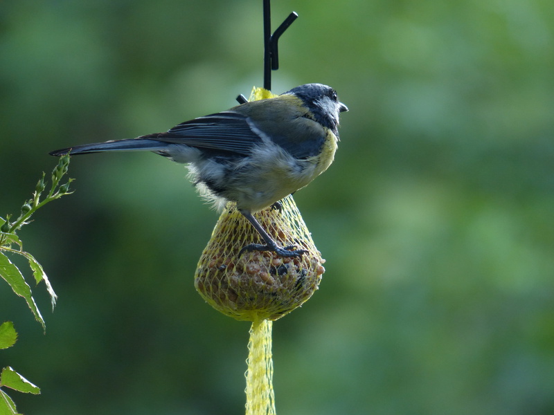 beauty in nature, great tit, fat, parus caeruleus, bluetit, Winter, Fat Balls, Feed, animals in the wild, lining ball, Bird Seed, feed dumplings, animal