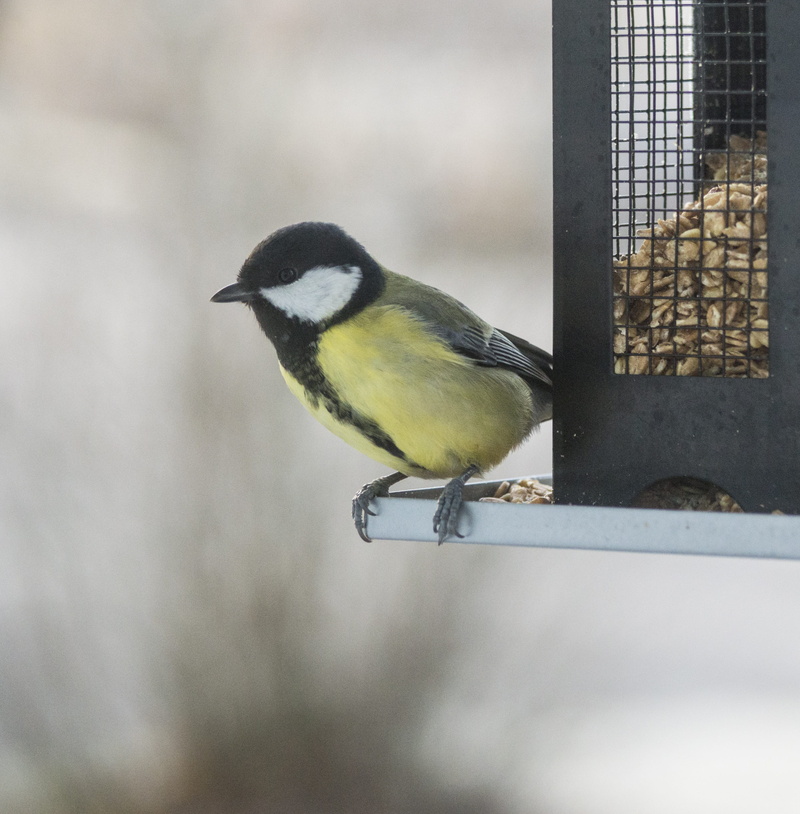 vertebrate, animal themes, bird, perching, 2K, no people, bird feeder, animals in the wild, feeding, small birds, side view, animal wildlife, focus on foreground