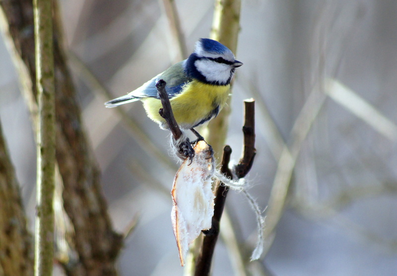 focus on foreground, animal themes, animals in the wild, perching, beauty in nature, Sikora, day, 2K, tree, plant, Meal, Bird, no people, close-up, branch