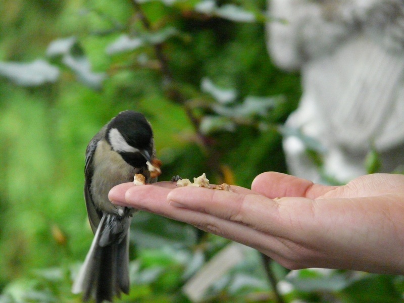 human hand, great tit, hand, nature, black, finger, unrecognizable person, bird, one animal, food, human body part, feeding, animal, day, outdoors, feather