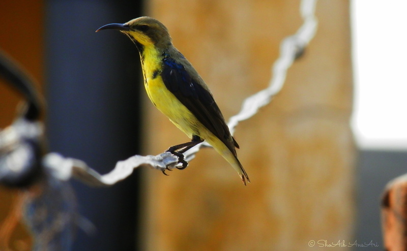 close-up, animals in the wild, Birds, great tit, perching, 4K, no people, sunbird, branch, vertebrate, outdoors, shoaib, focus on foreground, day, one animal