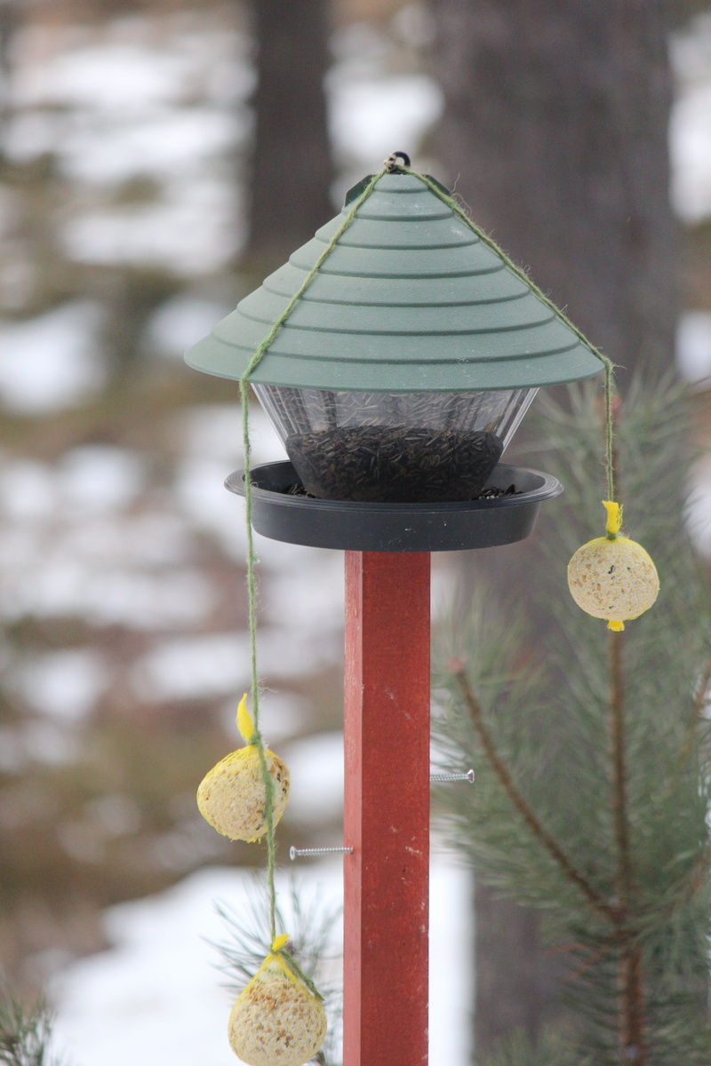 Winter, feeding the birds, metal, food and drink, no people, plant, finnish, Birds, outdoors, decoration, yellow, Feeding, cold temperature, Great Tit