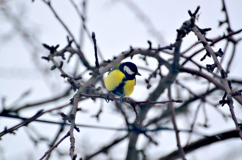 apidae, winter, sky, cardinal, tits, branch, black, ice, animal wildlife, 4K, no people, bare tree, frost, day, perching, bird feeder, titmouse, plant