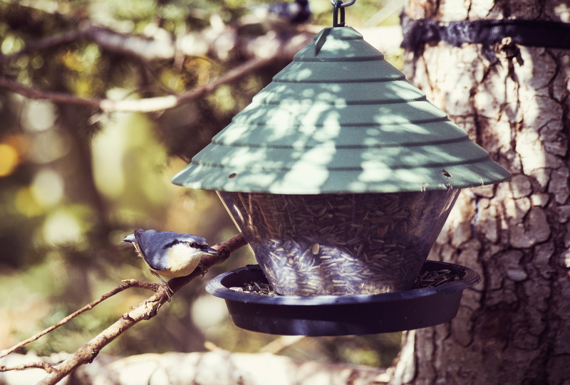 animal wildlife, outdoors, close-up, feeding, woodpecker, electric lamp, sunlight, bird feeder, animal, treehouse, 4K, animal themes, birds, lighting equipment