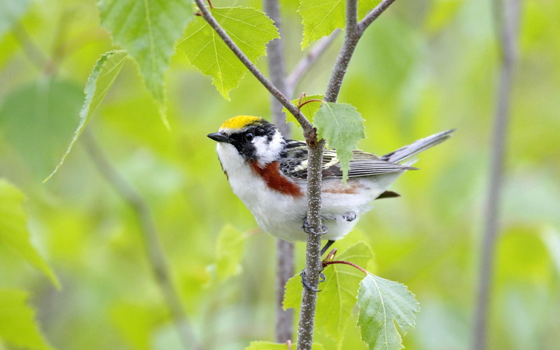 cute, wildlife, yellow, animal themes, day, eating, outdoors, nature, bird Watching, perching, passerine Bird, focus on foreground, color Image, tree, one Animal