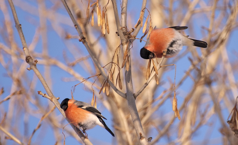 color, animals In The Wild, low angle view, beauty In Nature, nature, vertebrate, cold - Temperature, tree, outdoors, couple, plant, bare tree, animal wildlife