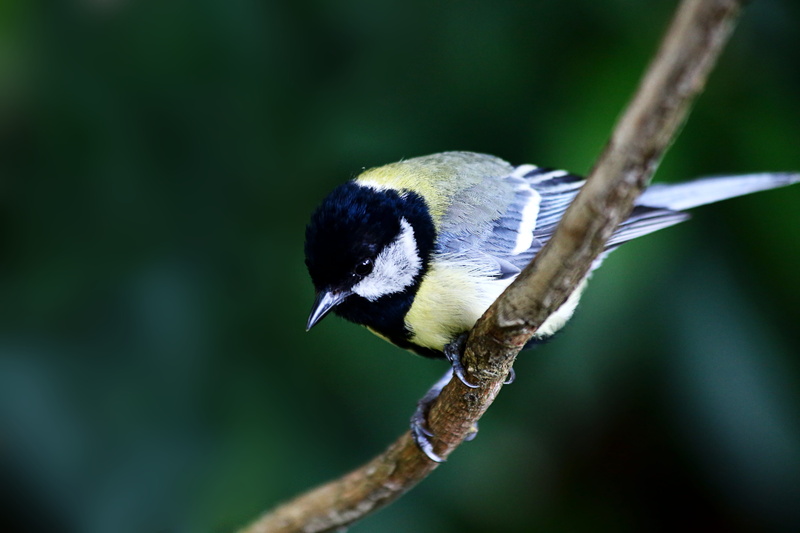 day, close-up, animal, tree, bluetit, animal themes, twig, no people, perching, plant, 5K, great tit, outdoors, rainforest, animal wildlife, bill, animals in the wild
