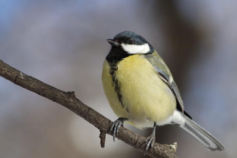 one animal, branch, animal themes, yellow, songbird, outdoors, animal, pen, focus on foreground, living nature, perching, close-up, bird, great tit, vertebrate