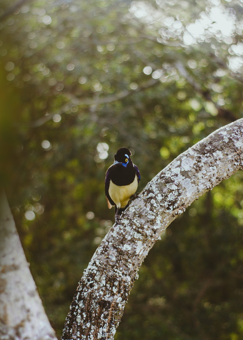 one animal, animal, animals in the wild, perching, close-up, plant, explore, forest, wild, great tit, vertebrate, bokeh, animal themes, songbird, 50mm