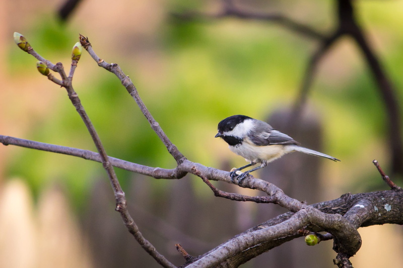 vertebrate, bird, 1080P, close-up, focus on foreground, songbird, plant, cute, birding, nut, one animal, eating, outdoors, day, birds, branch, united states
