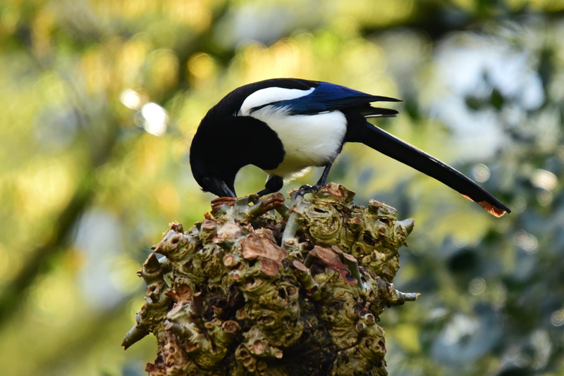 feather, animal, perched, outdoors, one animal, branch, nature, wood, magpie, animal wildlife, tree, bird, plumage, plant, vertebrate, great tit, focus on foreground