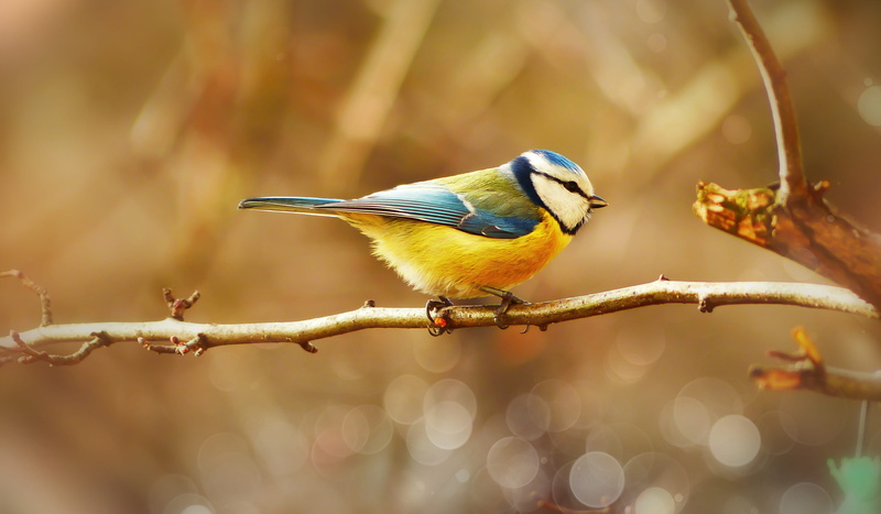 branch, perching, nature, animal themes, 4K, bluetit, bird, twig, perched, animals in the wild, no people, one animal, vertebrate, tree, great tit, plant