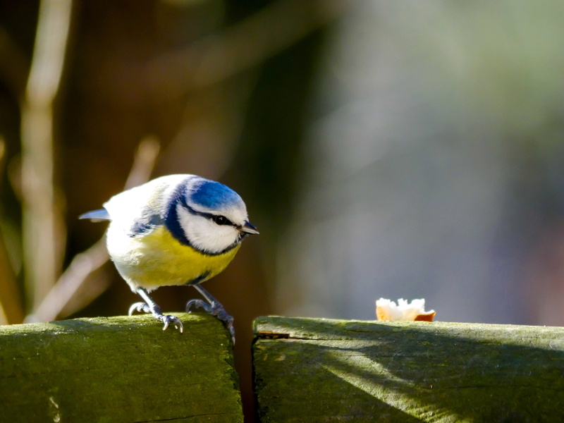 yellow, vertebrate, no people, day, portrait, outdoors, one animal, bluetit, blue tit, perching, plumage, close-up, focus on foreground, animal themes