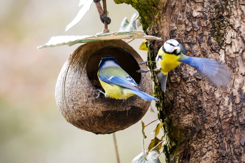 blue, food, fly, nest, bird feeder, great tit, woodpecker, eat, outdoors, inside, 2K, birds, close-up, one animal, tree trunk, bluetit, trunk, animal wildlife