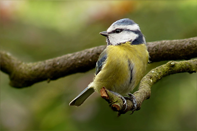 blue tit, animals In The Wild, day, animal, eating, cyanistes caeruleus, animal themes, nature, green, beauty In Nature, beaked, photography, branch, no people