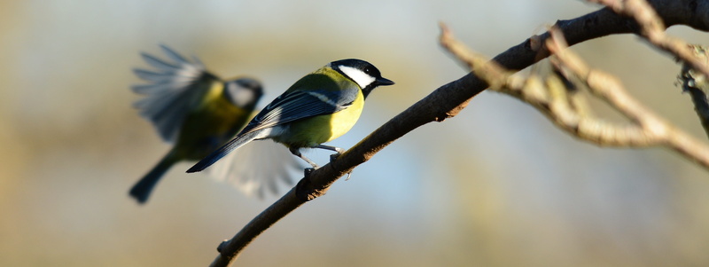 animals in the wild, animal wildlife, selective focus, animal themes, two animals, nature, day, branch, 5K, group of animals, outdoors, close-up, perched