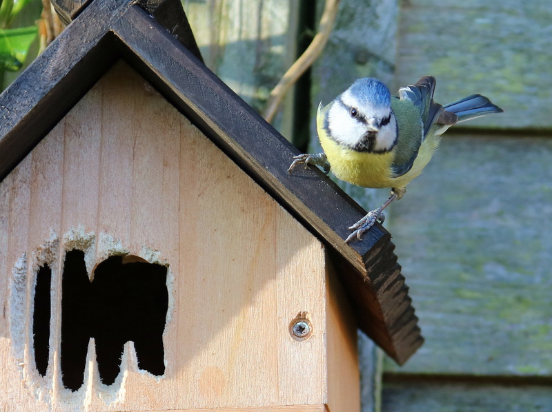 nest, female, birdhouse, great tit, close-up, nest box, outdoors, uk, wood - material, bluetit, nesting, animals in the wild, wildlife, spring, tit, blue