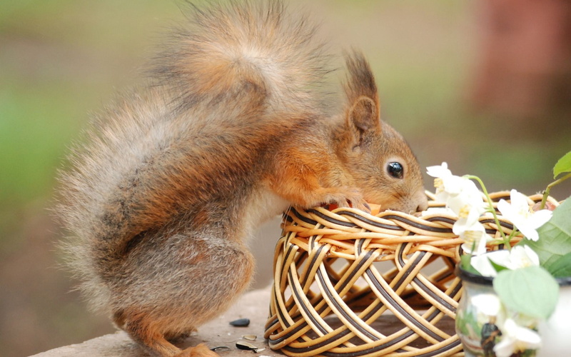 Squirrel, 1080P, Curiosity