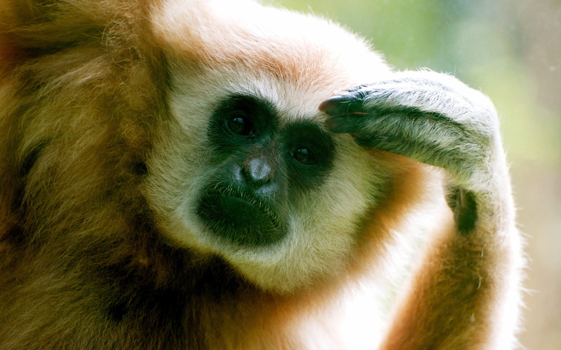 Monkey, 2K, Curiosity