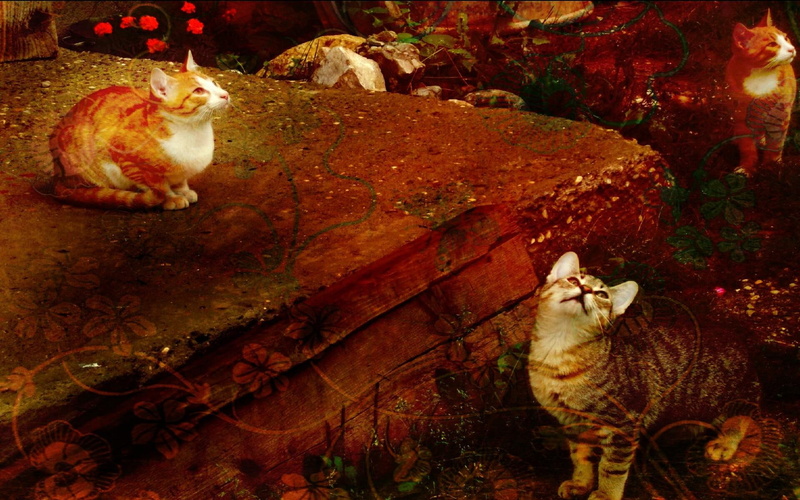 curiosity, cats, whats, animals, 1080P