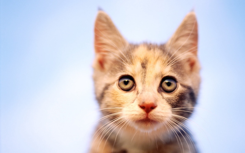 looking, muzzle, animal Head, young Animal, portrait, observation, animal themes, furred, pets, fluffy, domestic Cat, brown, tabby, playful, no People