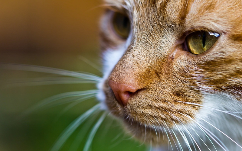 eye, animal Eye, animal, cat, striped, beauty In Nature, cute, looking, one Animal, tabby, animal Head, backgrounds, vertebrate, white, fur, kitten, domestic Cat