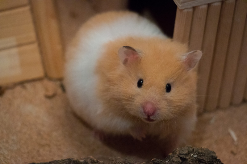 indoors, goldhamster, close-up, selective focus, vertebrate, small, looking at camera, pets, hamster, mammal, animal head, medium-hamster, cute, rodent